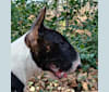 Skylark's Urban Legend, a Bull Terrier tested with EmbarkVet.com