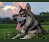 Kurne a dog tested with EmbarkVet.com