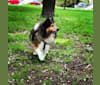Chelsea, a Shetland Sheepdog tested with EmbarkVet.com