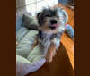 Remy, a Maltese and Yorkshire Terrier mix tested with EmbarkVet.com