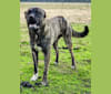Aslan, an Anatolian Shepherd Dog tested with EmbarkVet.com