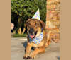 Moshe-Moo, a German Shepherd Dog and Beagle mix tested with EmbarkVet.com