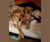 Eli, a Boxer and Chihuahua mix tested with EmbarkVet.com