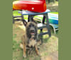 Ojo, a German Shepherd Dog and Mastiff mix tested with EmbarkVet.com