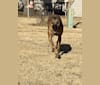 Photo of Peaches, a Greyhound, Whippet, Borzoi, and Mixed mix in Olmitz, Kansas, USA