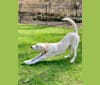 Meera, a Great Pyrenees and Mountain Cur mix tested with EmbarkVet.com