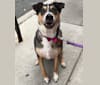Photo of Sasha, a Chow Chow, American Pit Bull Terrier, Australian Cattle Dog, German Shepherd Dog, and Mixed mix in Houston, TX, USA