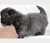 Morpheus, a Shih Tzu tested with EmbarkVet.com