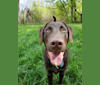 Zephyr, a Labrador Retriever tested with EmbarkVet.com