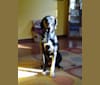 Moose, a Labrador Retriever and Treeing Walker Coonhound mix tested with EmbarkVet.com