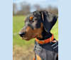 Photo of Milan Masia, a German Pinscher  in Howell, NJ, USA