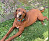 Georgie, a Redbone Coonhound tested with EmbarkVet.com