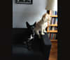 Iris, a Miniature Schnauzer and German Shepherd Dog mix tested with EmbarkVet.com