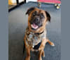 Buddy, an American Pit Bull Terrier and Miniature/MAS-type Australian Shepherd mix tested with EmbarkVet.com