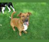 Photo of Duke, a Labrador Retriever, Cardigan Welsh Corgi, German Shepherd Dog, Pekingese, Dachshund, and Mixed mix in Baxter, Minnesota, USA