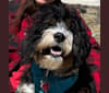Photo of Bailey, a Bernedoodle 