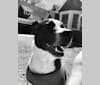 Photo of Oscar, an American Pit Bull Terrier, American Bulldog, Labrador Retriever, Border Collie, Boxer, and Mixed mix in Alabama, USA