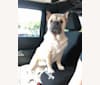 Cabella, a Chinese Shar-Pei and Pug mix tested with EmbarkVet.com