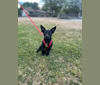 Doby, an Australian Cattle Dog and Miniature Pinscher mix tested with EmbarkVet.com