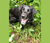 Photo of Rebel, a Labrador Retriever  in Brentwood, NH, USA