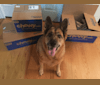 Casey, a German Shepherd Dog and Rottweiler mix tested with EmbarkVet.com