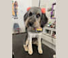 Photo of Callie, an Aussiedoodle  in Bakersfield, California, USA