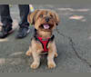 Simba, a Yorkshire Terrier tested with EmbarkVet.com