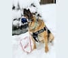 Elsa, a German Shepherd Dog tested with EmbarkVet.com