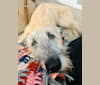 Washburne, an Irish Wolfhound tested with EmbarkVet.com