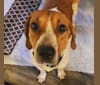 Copper, a Treeing Walker Coonhound and American Foxhound mix tested with EmbarkVet.com