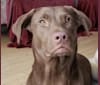 Fergie, a Labrador Retriever and German Shepherd Dog mix tested with EmbarkVet.com