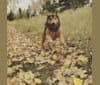 Odin, a Rottweiler and German Shepherd Dog mix tested with EmbarkVet.com