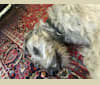 Winter, an Irish Wolfhound tested with EmbarkVet.com