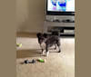 Sharky, a Bichon Frise and Scottish Terrier mix tested with EmbarkVet.com