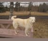 Little Bear, a Golden Retriever and Siberian Husky mix tested with EmbarkVet.com