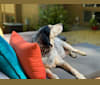 Bird, an American English Coonhound tested with EmbarkVet.com