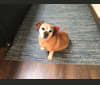 Miller, a Pug and Beagle mix tested with EmbarkVet.com