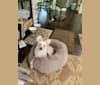 Bunny, a Chinese Crested tested with EmbarkVet.com
