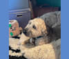 Photo of Ruby, a Soft Coated Wheaten Terrier  in Missouri, USA