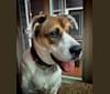 Photo of Maggie, a Boxer, Great Pyrenees, and German Shepherd Dog mix in Indianapolis, Indiana, USA