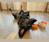 Abigail, an American Foxhound and Golden Retriever mix tested with EmbarkVet.com