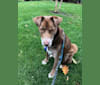 Chance, The Pupper, a Siberian Husky and Labrador Retriever mix tested with EmbarkVet.com