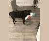 Reggie, a Golden Retriever and German Shepherd Dog mix tested with EmbarkVet.com