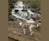 Photo of Scarlett, a Catahoula Leopard Dog  in Georgia, USA