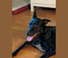 CeCe, an Australian Cattle Dog and German Shepherd Dog mix tested with EmbarkVet.com