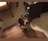 Morgan Jean, a Beagle tested with EmbarkVet.com
