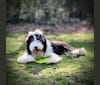 Betty, a Bearded Collie tested with EmbarkVet.com