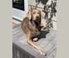 Flora, a Labrador Retriever tested with EmbarkVet.com