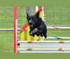Pizazz!, an Australian Cattle Dog and Golden Retriever mix tested with EmbarkVet.com