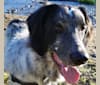 Walter, a Pointer and Great Pyrenees mix tested with EmbarkVet.com